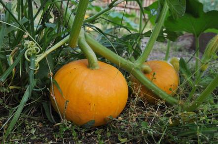 什么南瓜好吃又好种植,南瓜非常好吃的技巧
