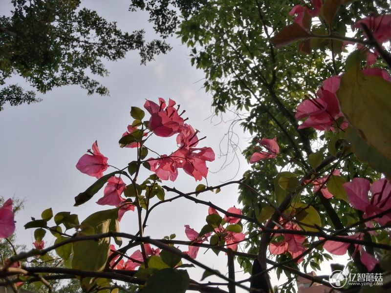 荣耀平板5八英寸版,荣耀平板5支持高清通话么