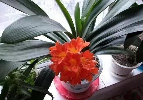 春季给君子兰换盆的正确方法,君子兰有花箭能不能换土换盆