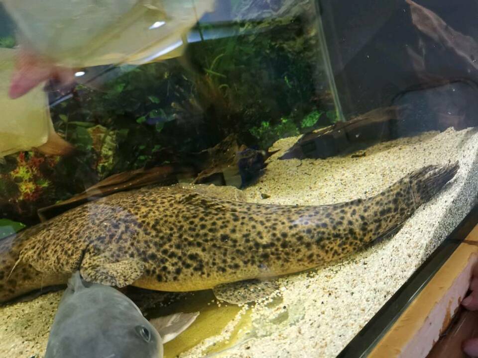 冷门高端观赏鱼有哪些鱼,比较好养的冷门观赏鱼小鱼