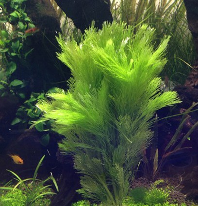 常见中景草,有什么比较好养的中后景草