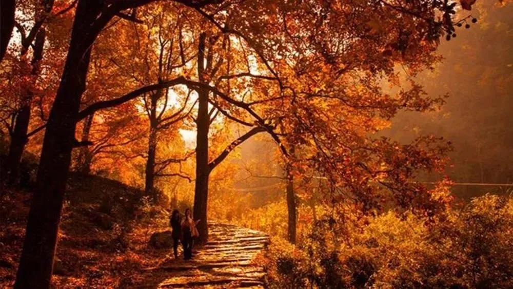 银杏古道自驾游攻略,江浙沪绝美古道苏州