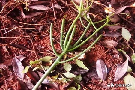 光棍树养殖方法,招财光棍树怎么样扦插