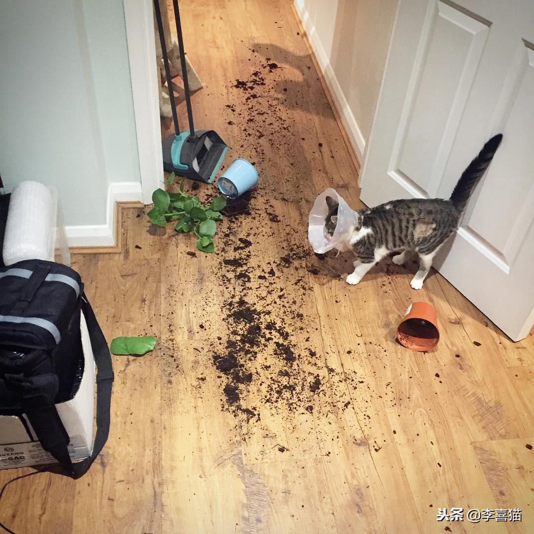 猫咪做完绝育有什么要注意的,猫咪做绝育手术后的注意事项