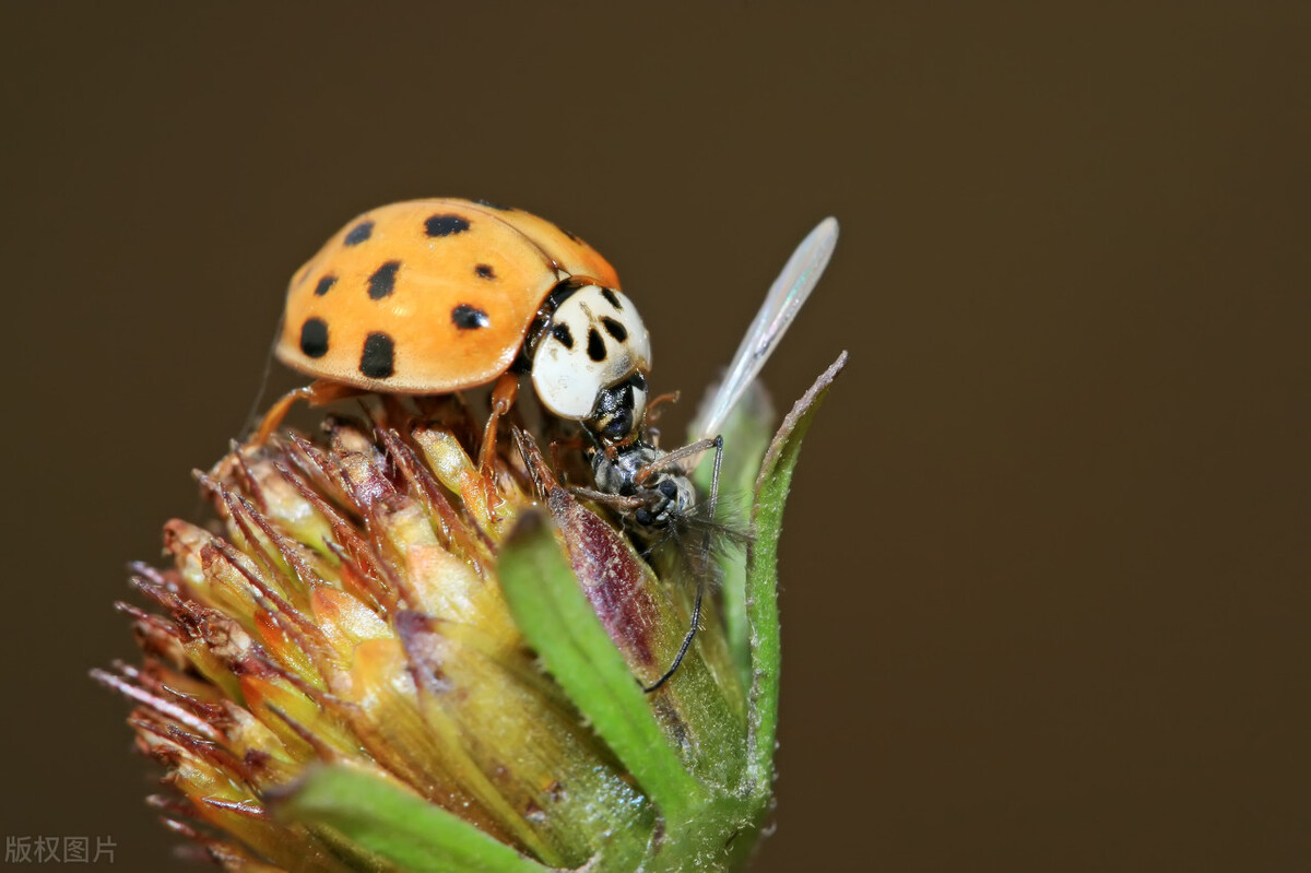 我不是害虫！灭虫高手还是入侵物种？五彩斑斓的异色瓢虫