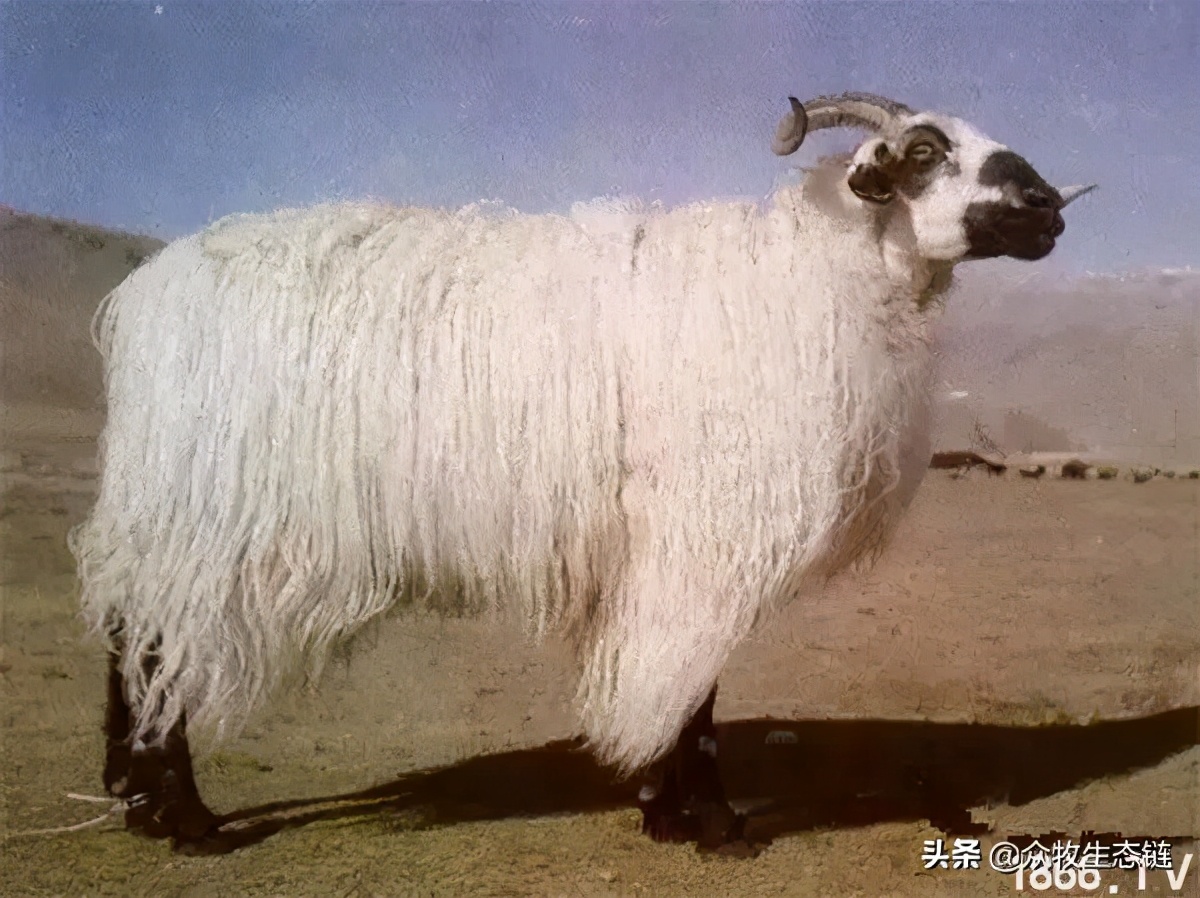 世界上最好的羊是哪个羊,世界最好的羊排名前十