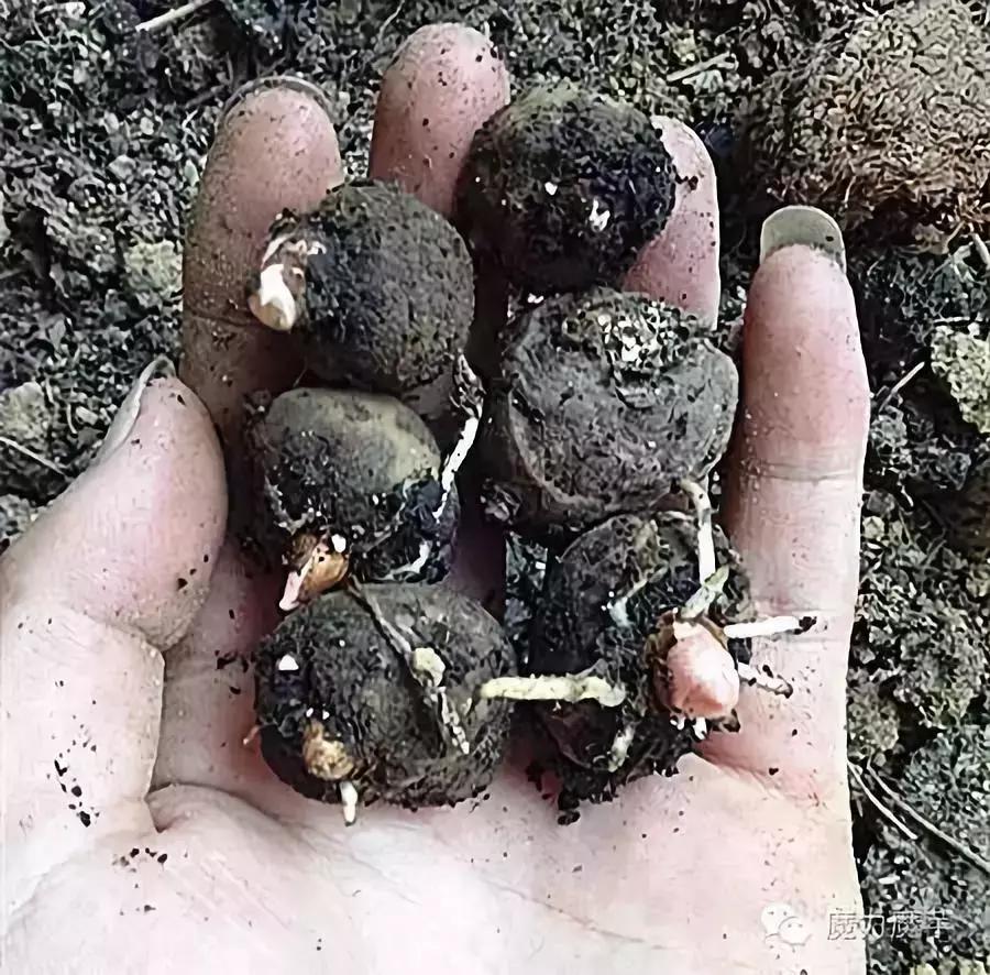 种植魔芋和种植石菖蒲哪个更赚钱,种植一亩魔芋一年能挣多少钱