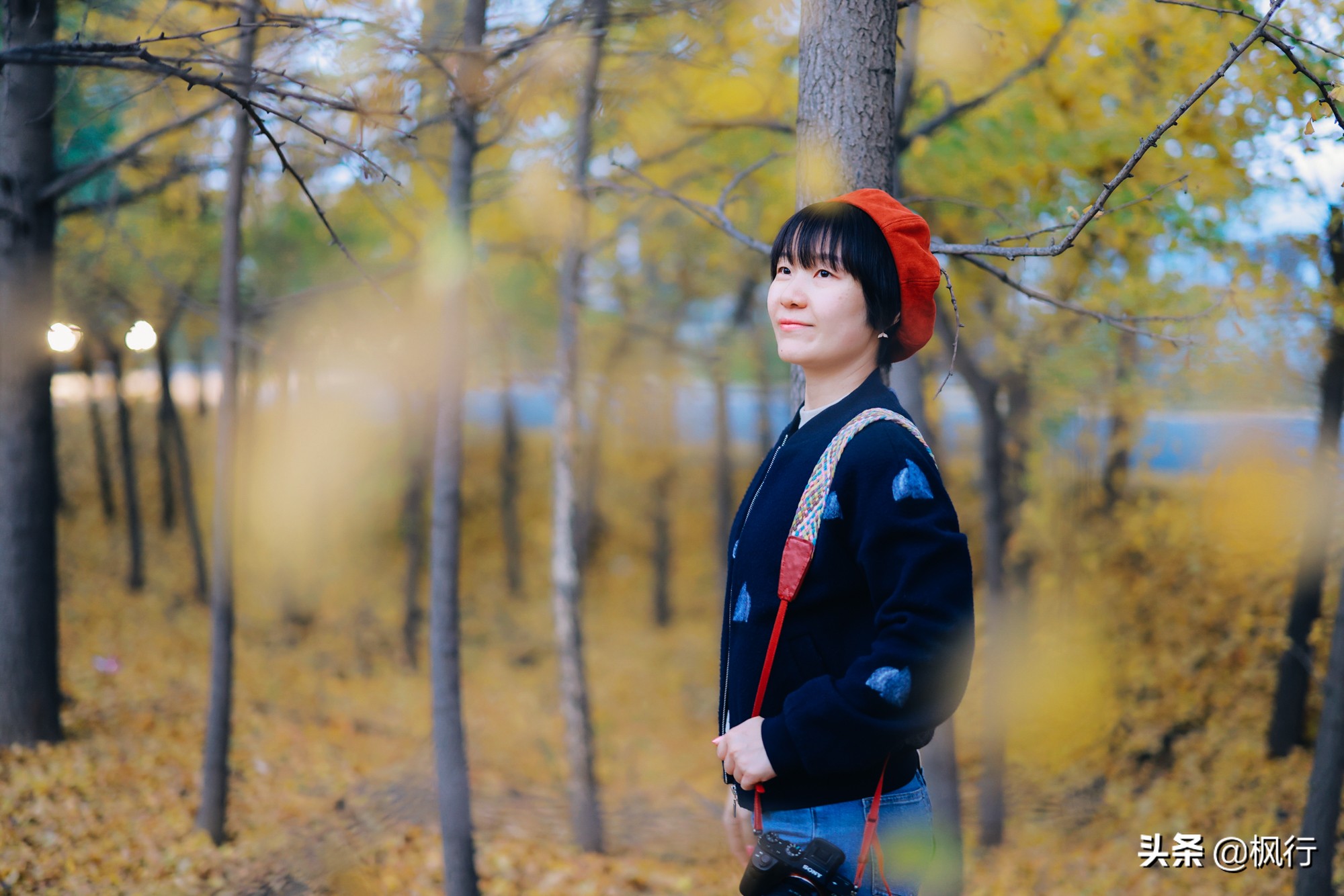 北京18个看银杏的好地方在哪,北京八大处看银杏攻略