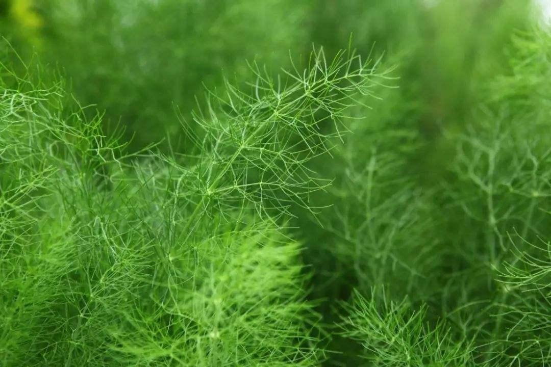 新鲜茴香的功效,如何保存新鲜茴香