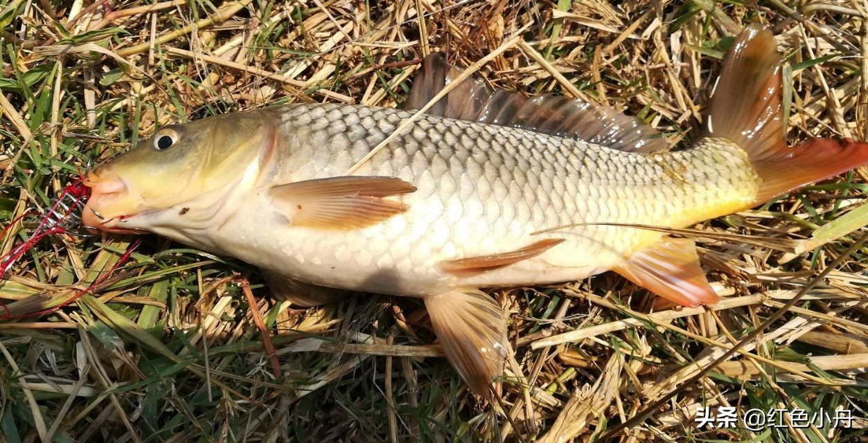 鲤鱼草鱼罗非鱼饵料配方,鲤鱼罗非鱼通杀饵料搭配
