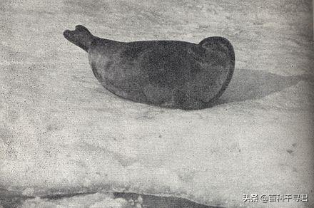 针对网上盛传的各种关于动物的谣言和误解,谈一谈我所了解的真相