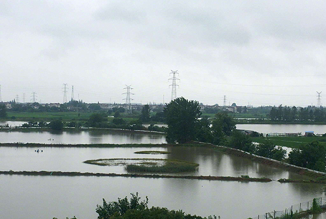 连续暴雨天鱼塘的管理,下暴雨后鱼塘有泡沫怎样处理