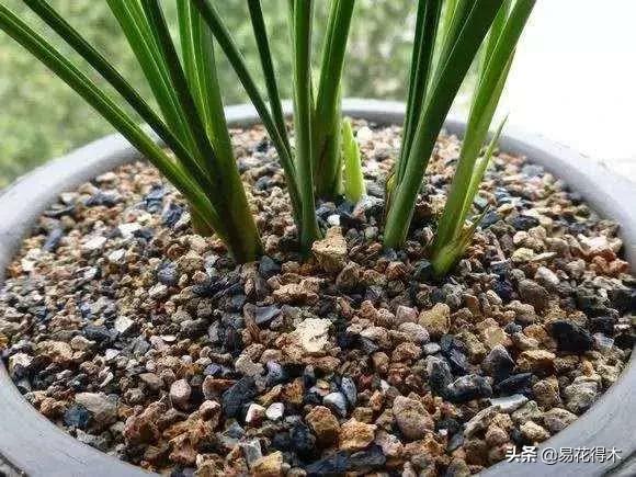 养花煤渣直接掺到土里吗,蜂窝煤渣养花好处多