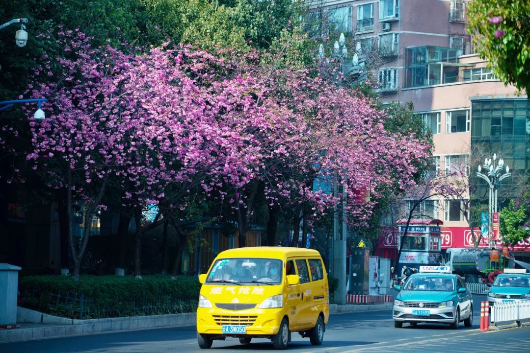 被大理丽江掩盖风头又怎样？它才是云南No.1！5月它太美了