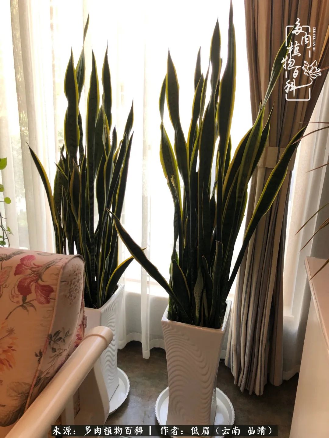 多肉怎么养度夏,多肉怎么养之度夏篇