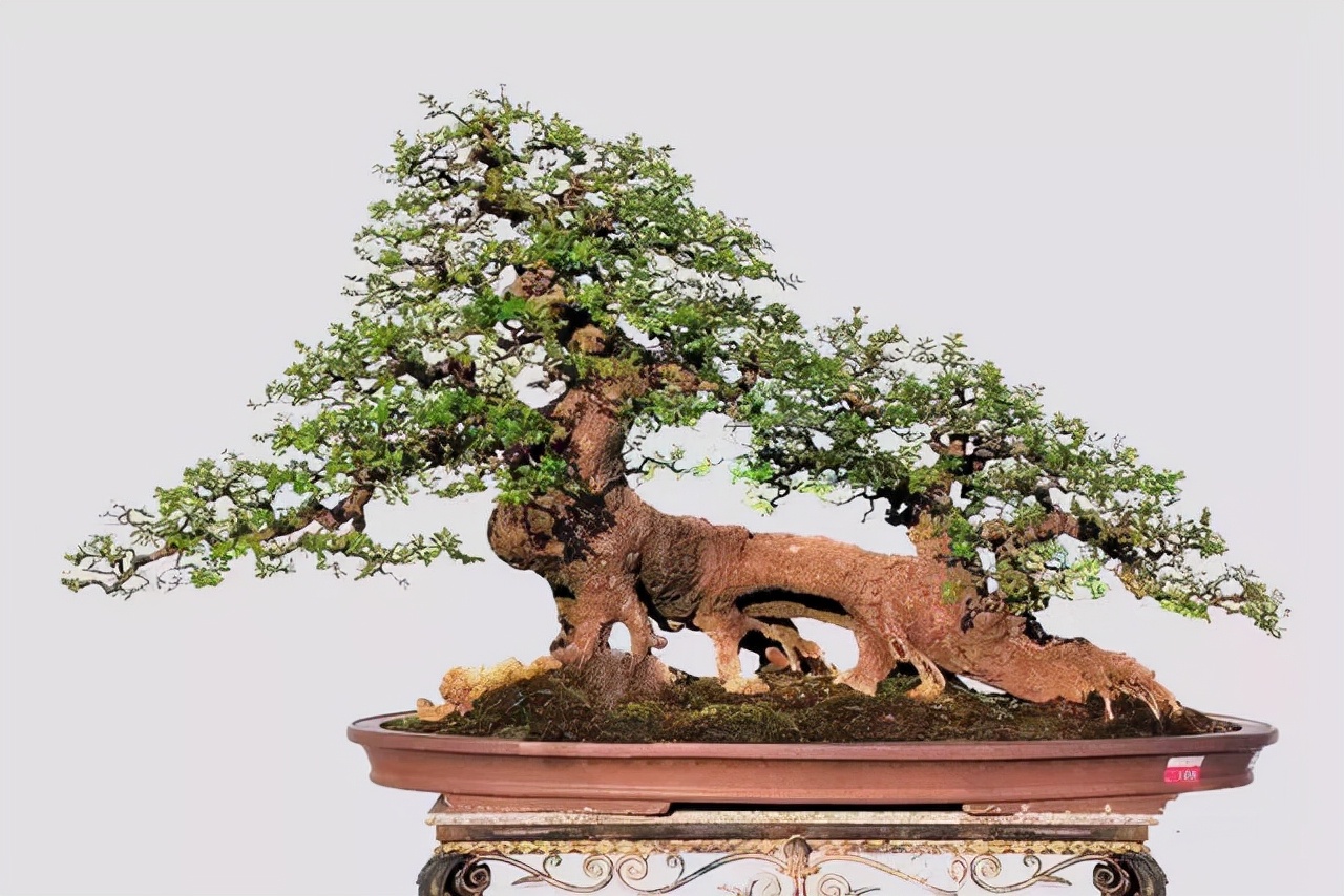 看盆景展里赏心悦目的盆景 (家有盆景茶余饭后赏心悦目)