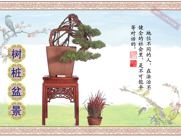 鏍戞々鐩嗘櫙楂樻竻鍥剧墖,姒旀鐩嗘櫙鏍戞々