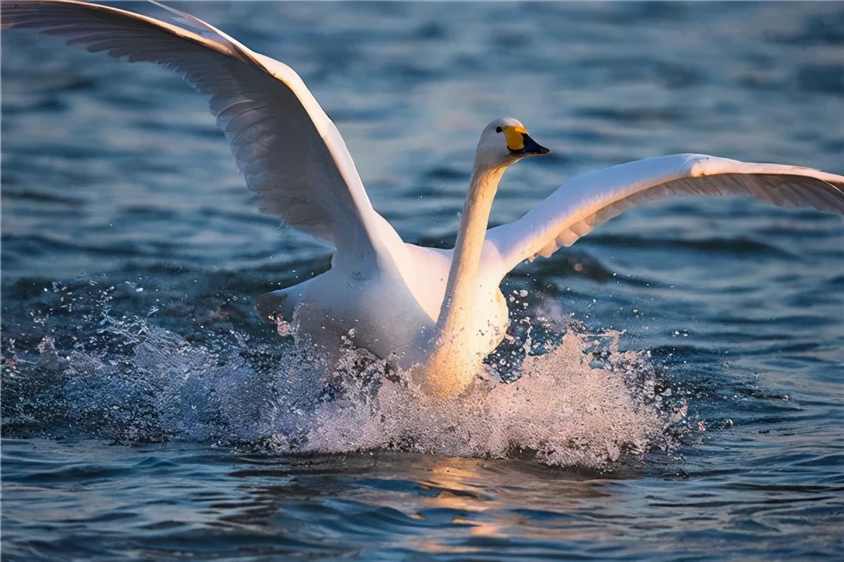 苹果正红景正美!在最甜的时候看最美的运城!