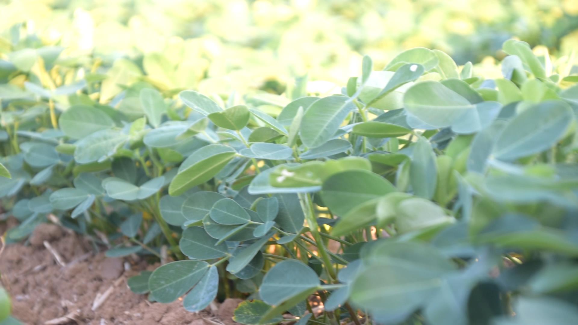 花生叶子发黄有锈斑用什么药,花生苗期黄叶的原因和解决方法