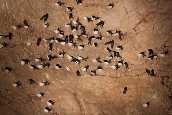 疏盏燕窝知识及鉴别,品牌干燕窝知识