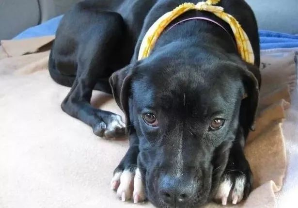 狗狗治愈抑郁症,狗狗能治愈人的抑郁症