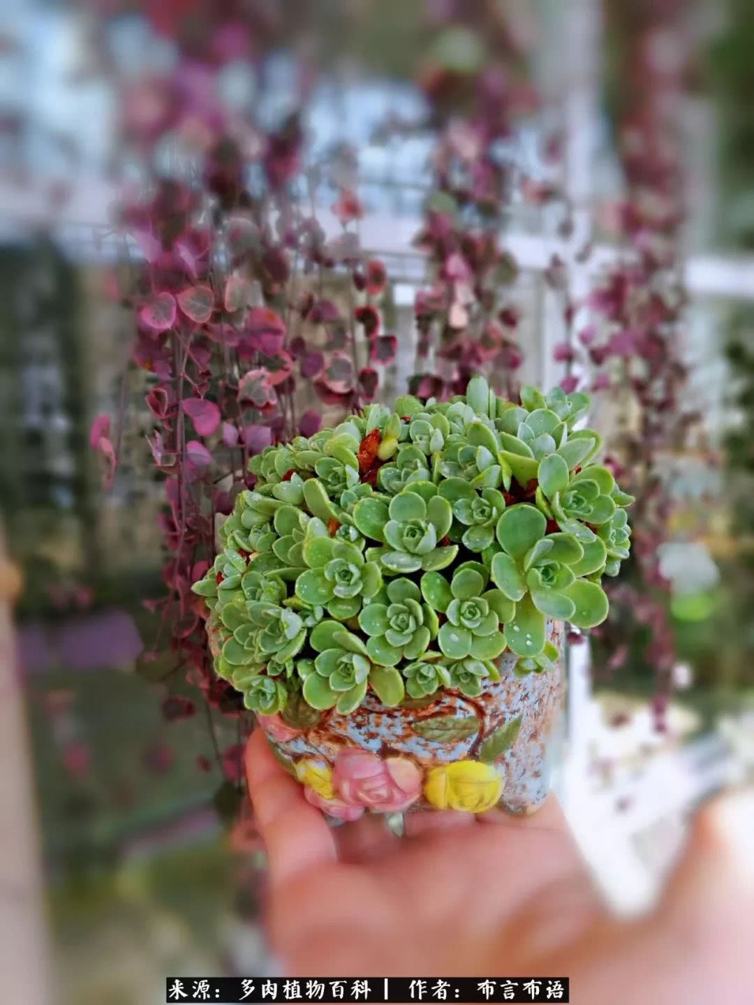 多肉的真实生活感悟,多肉的生活感悟