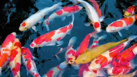 深圳的一处热门古风拍摄地,深圳古风拍照景点推荐