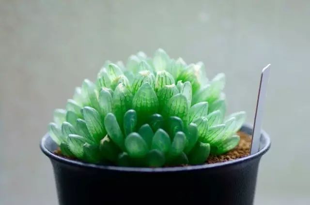 水晶的多肉植物有哪些品种,像水晶的多肉植物图片