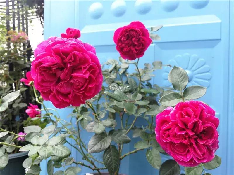 天竺葵的养护视频,垂吊天竺葵的养护