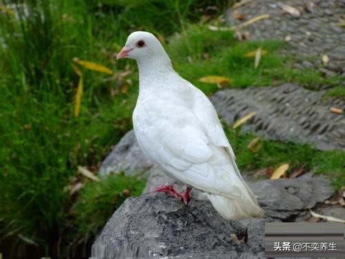 食养妙方——阳痿、*泄早**