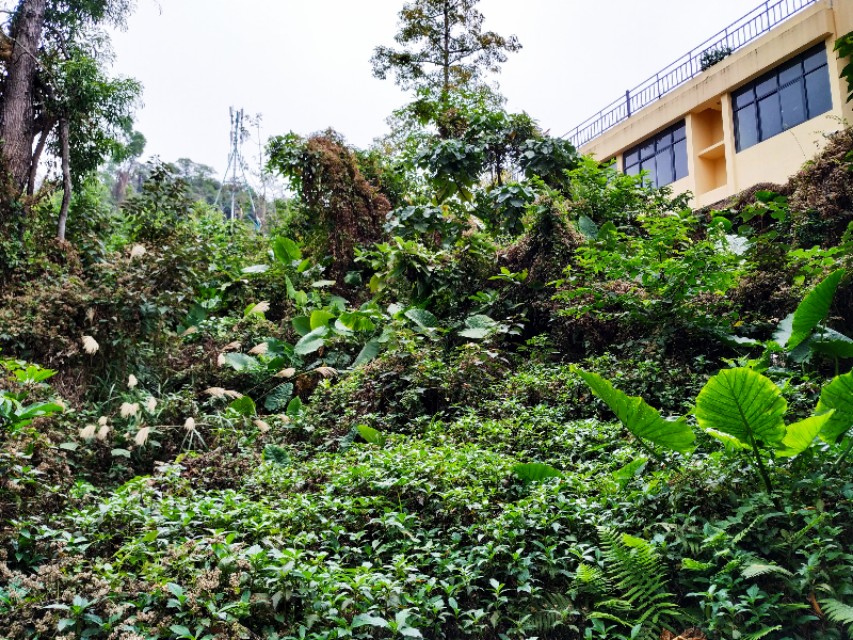 周日跟随珠海户外网板樟山游记