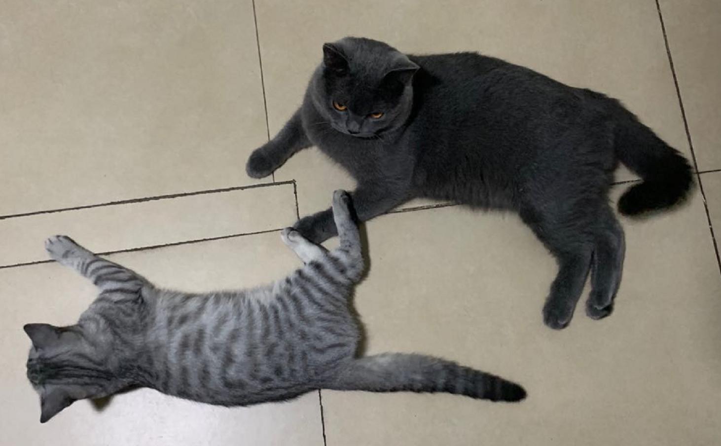 拼多多上的冻干粉好吗,拼多多里面的冻干粉可以用吗