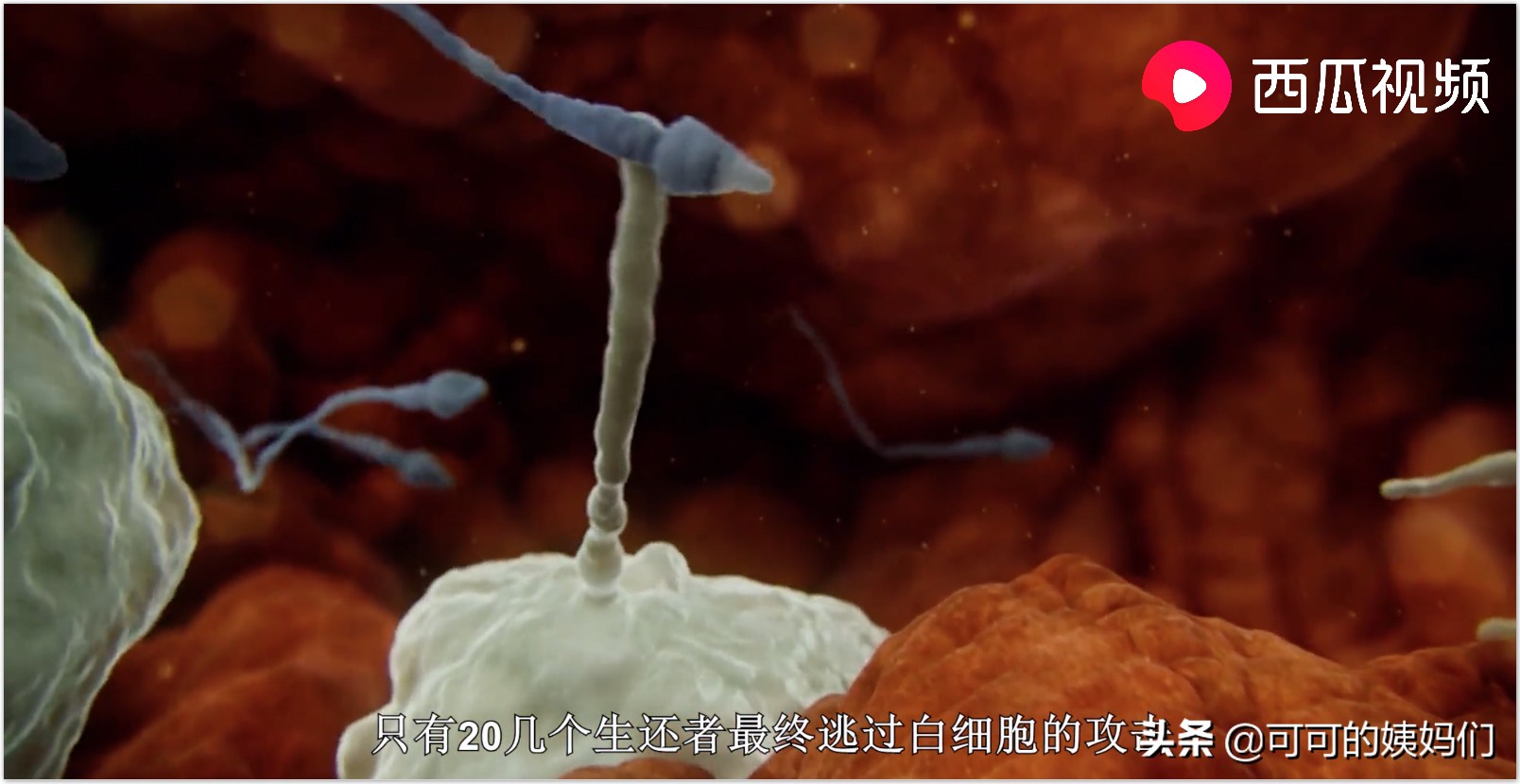 受孕、连体婴、唇裂...西瓜视频揭秘：五大不可思议的繁衍冷知识