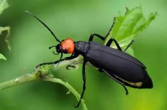 蔬菜害虫最佳防治方法,如何自制杀虫剂防治蔬菜害虫