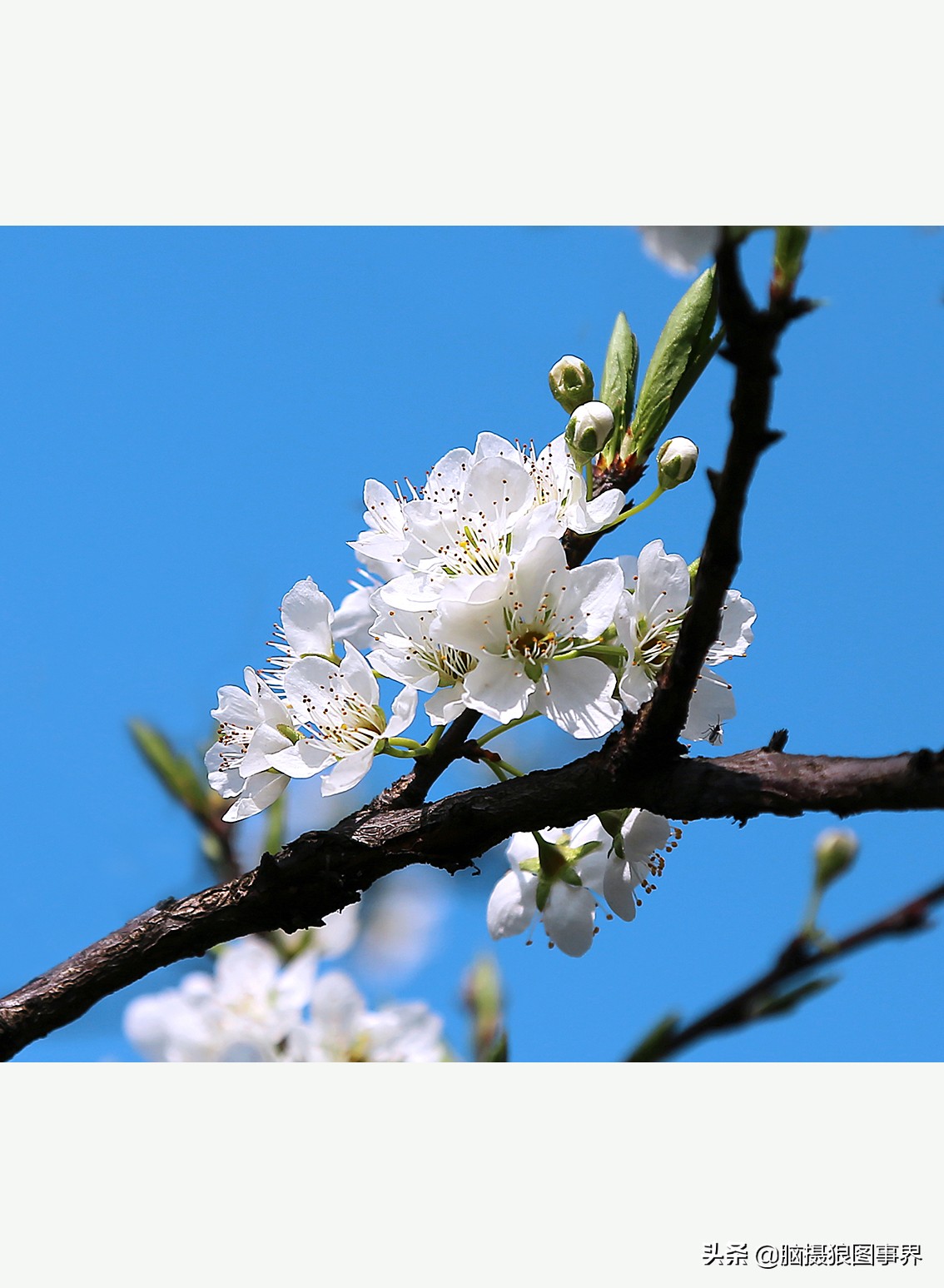 怎么拍摄好看的花和天空,如何拍出好看的天空树叶照