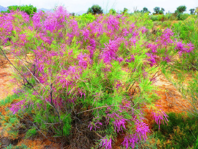 红柳滩,哭泣的红柳滩下