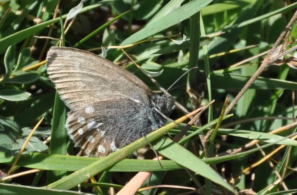 *疆新**的蝴蝶，惊世骇俗