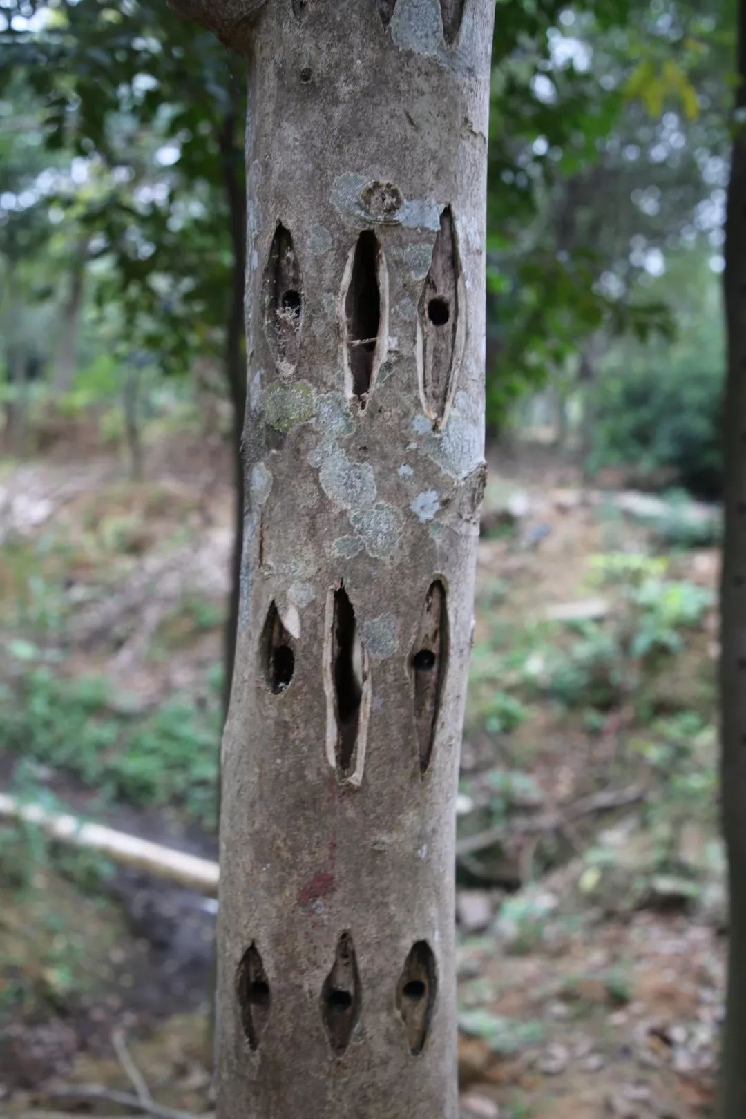 身价过亿的沉香种植小伙子,小伙投资五百万种300亩沉香