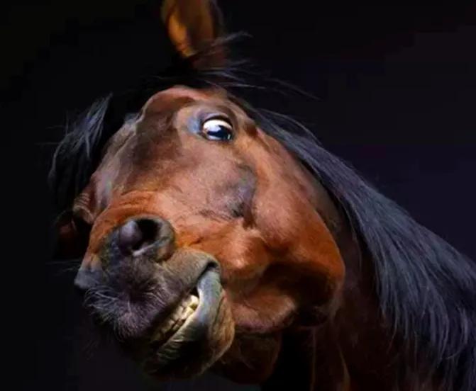 马肉为什么每6种都没人吃,马肉为什么基本上没人敢吃