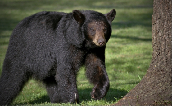 熊出没惊现东北虎下集,野生黑熊遇东北虎