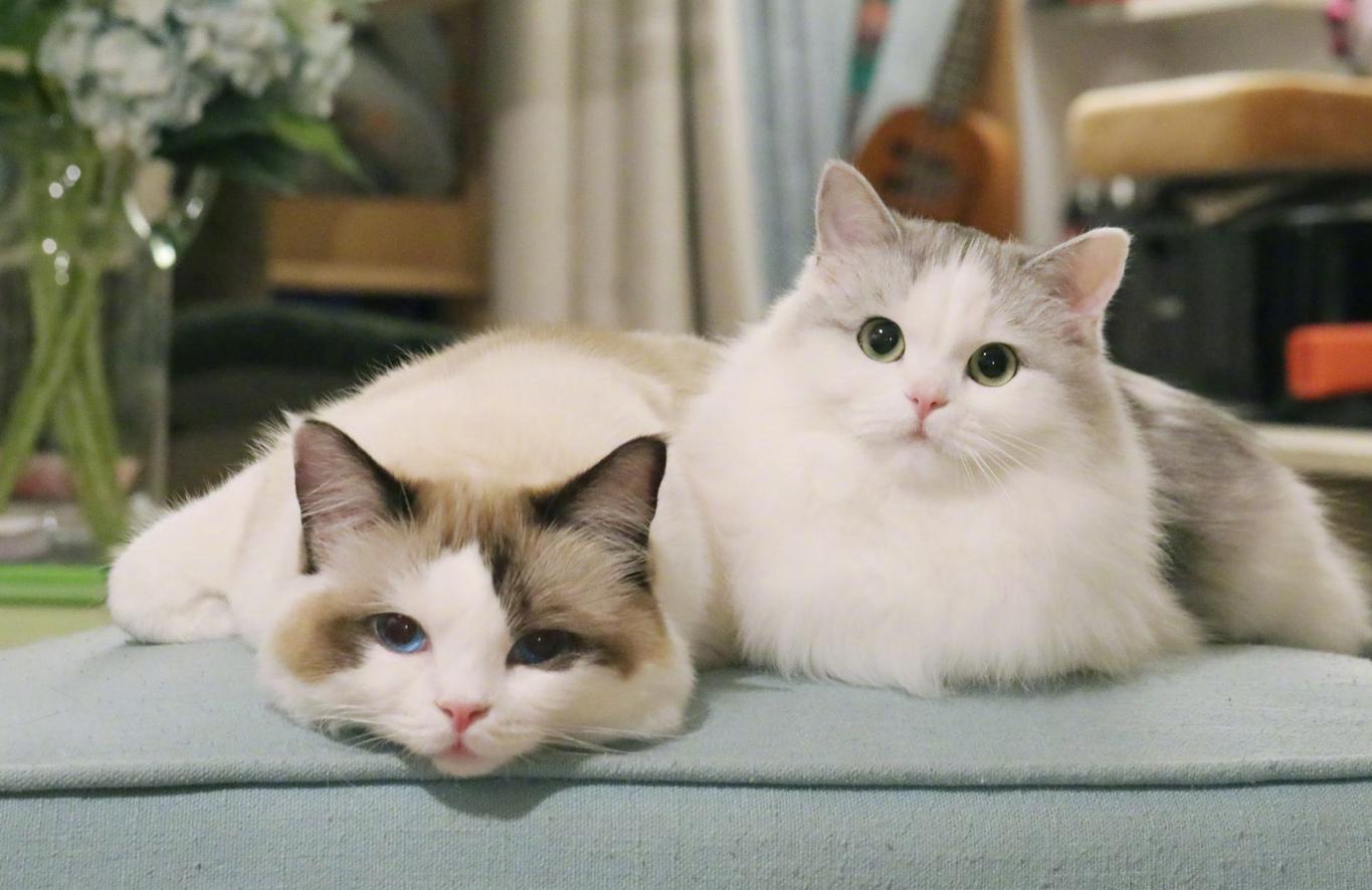 猫咪胆子小看见人就跑怎么办,猫咪胆子很小见人就吓尿