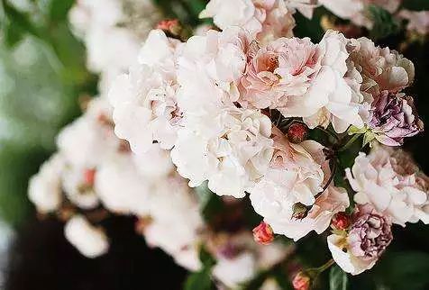 草木有本心小说,草木有本心万物有情