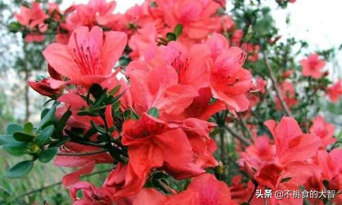 哪些鲜花可以食用,可以吃的鲜花有哪些