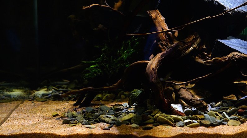 南美水族论坛推荐,南美水草造景论坛