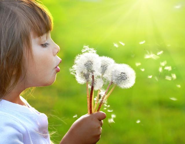 一个47岁的女子长期喝蒲公英泡水,39岁女子常喝蒲公英水发生了什么