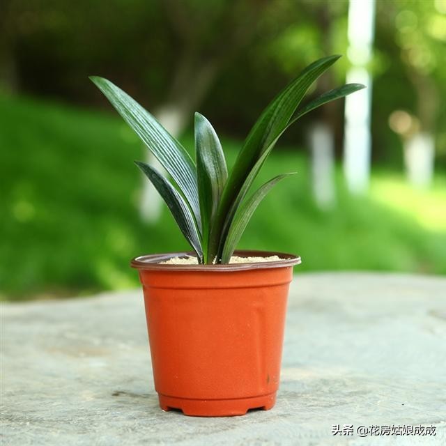 君子兰换盆时间春季好还是秋季好,君子兰什么季节换盆最好养