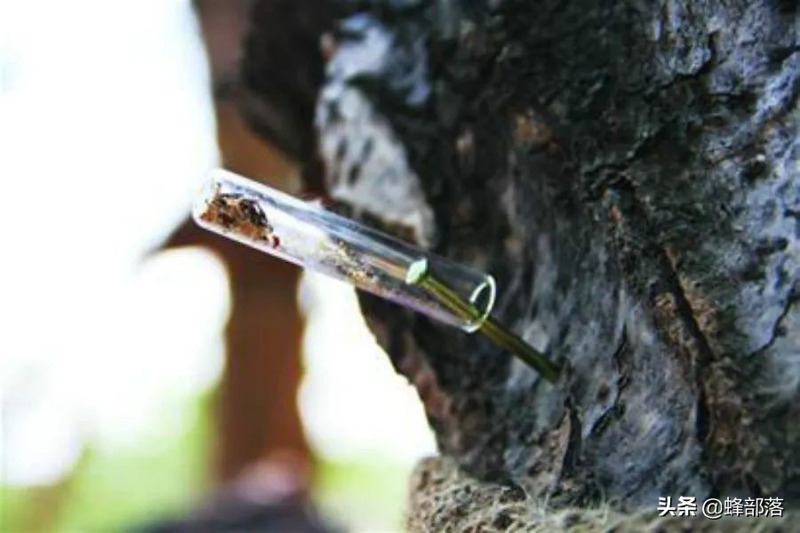 果树专生虫怎么打死,大树上的钻心虫怎么消灭最快