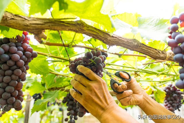 河北葡萄县,名气没*疆新**吐鲁番大,村民自称中国30%干红酒出自这