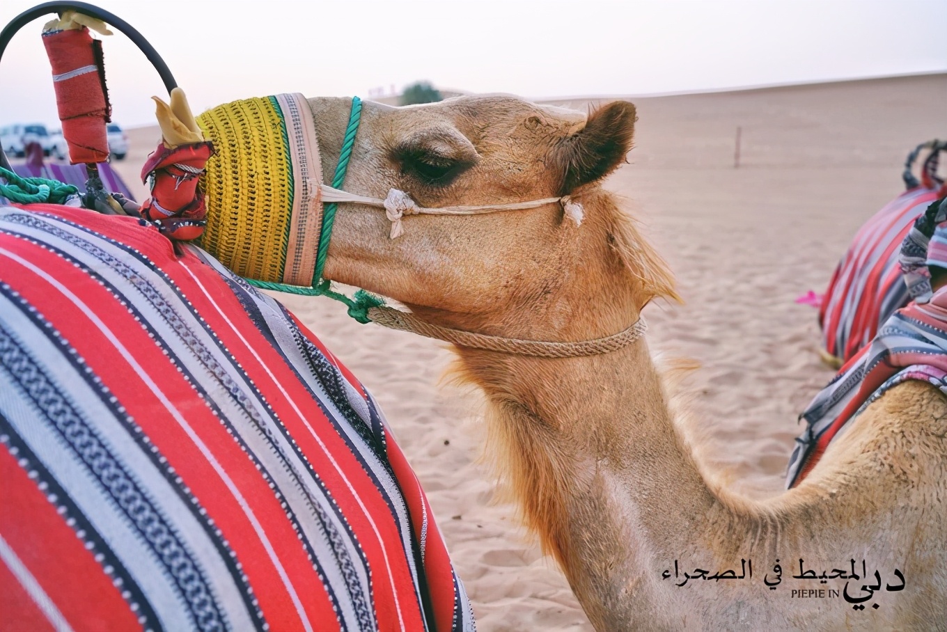 土豪之旅迪拜,迪拜土豪之旅