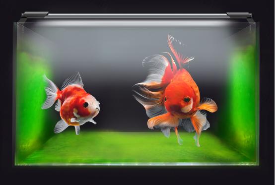 吉印金鱼爆藻灯跟原生灯区别,吉印金鱼爆藻